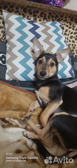 Собаки щенки бесплатно