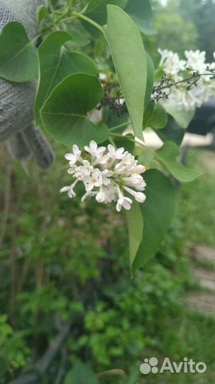 Сирень белая