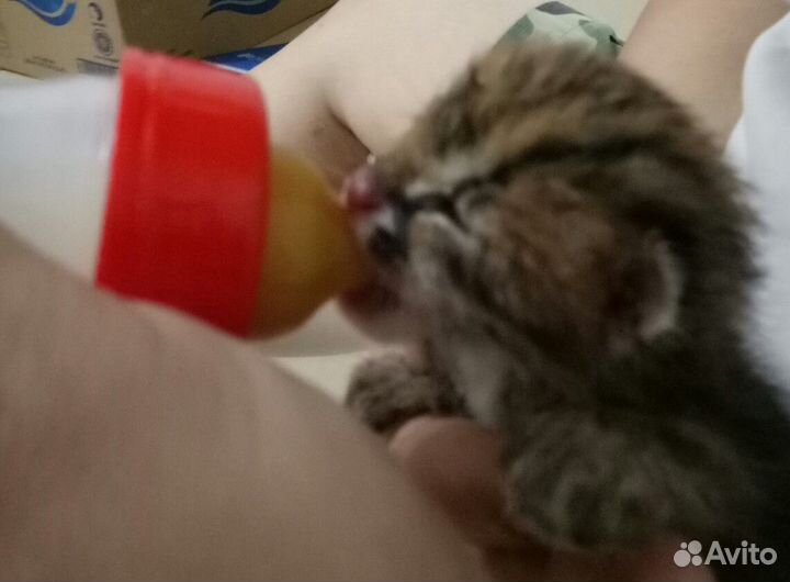 Азиатские леопардовые коты в разведение или семью