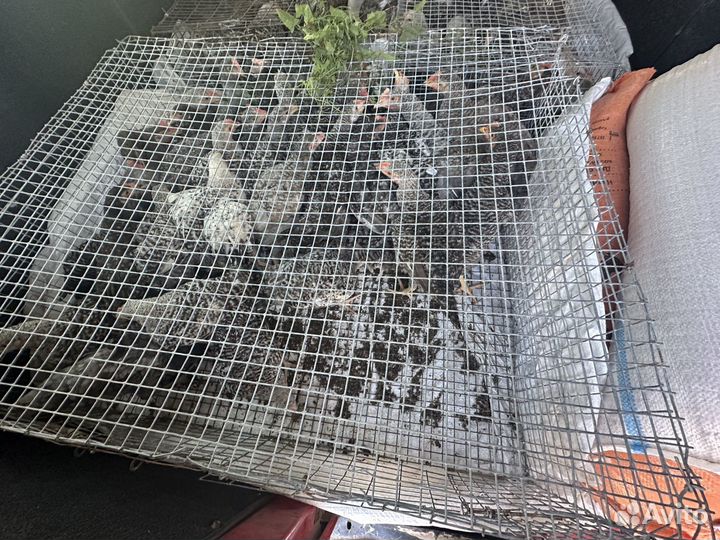 Проодаются цыплята доминанка