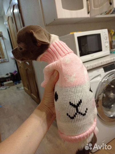 Одежда для маленьких собак xs