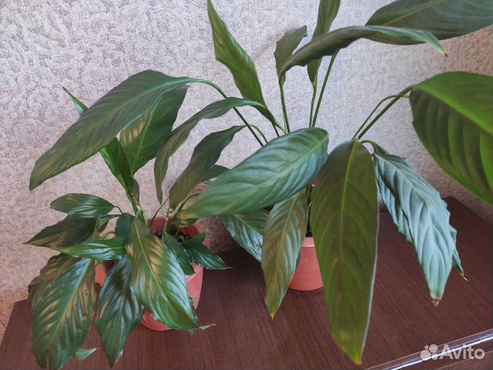 Спатифиллум