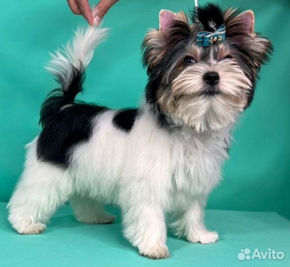 Отличный мальчик бивер