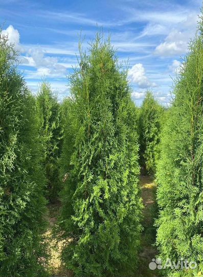 Туя Колумна