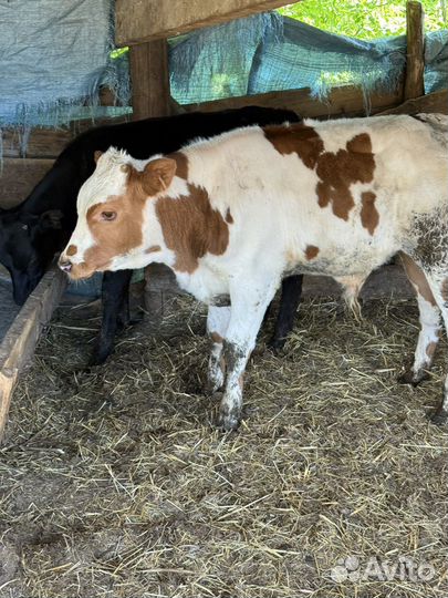 4 Бычка 1 тёлочка