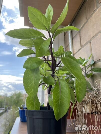 Джинура Gynura Прокумбес, шпинат долголетия