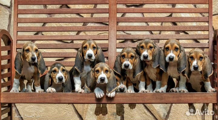 Артуа норманд