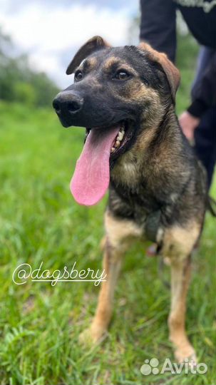 Собака из приюта. Можно в квартиру