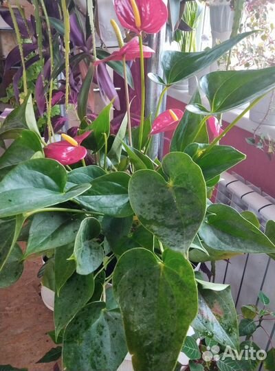 Антуриум красный