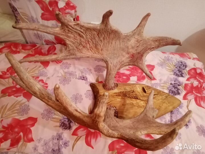 Продам рога лося