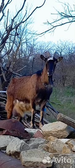 Коза дойная альпийская