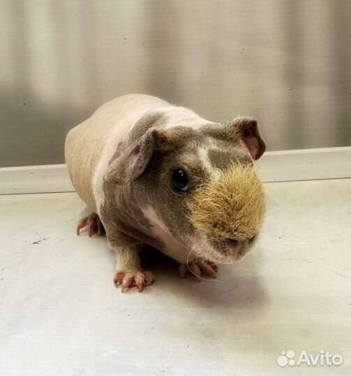 Морская свинка скинни