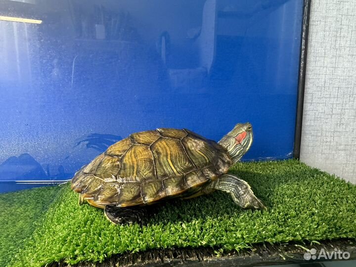 Продам красноухих черепах