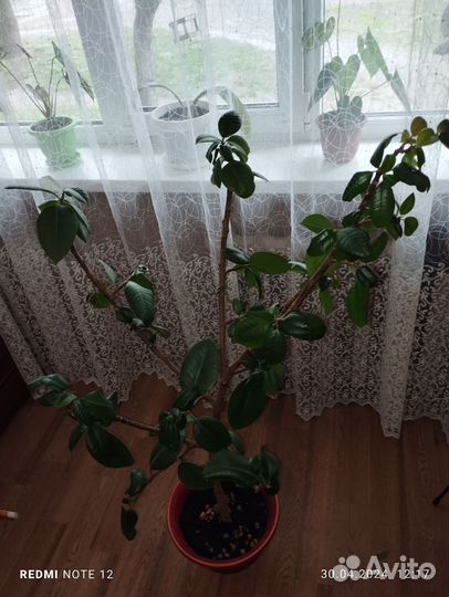 Комнатные растения цветы большие