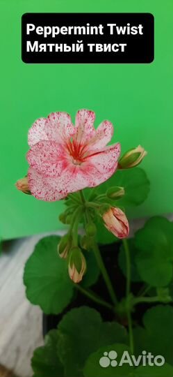 Пеларгония сортовая гибридная