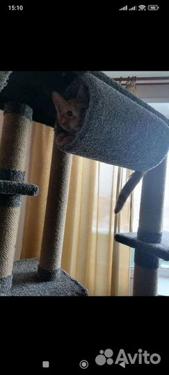 Когтеточка домик для кошки