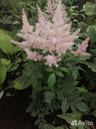 Красивые астильбы, тенелюбивые многолетники