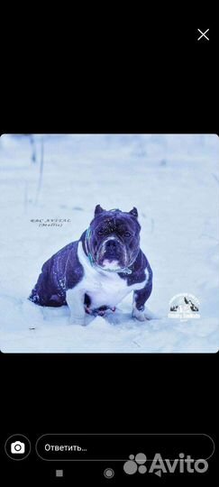 Американский булли экзот