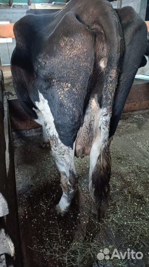 Корова дойная