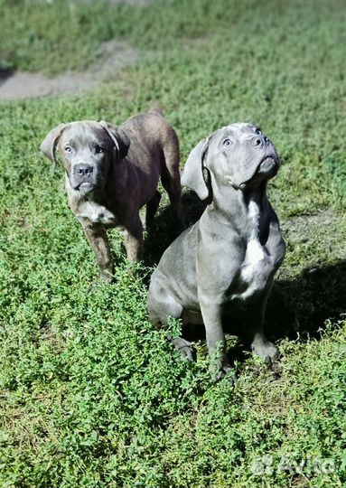 Кане корсо щенки