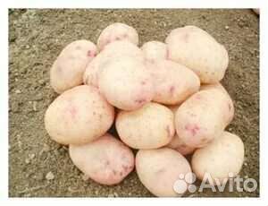 Семенной картофель