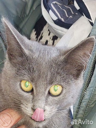 Котик