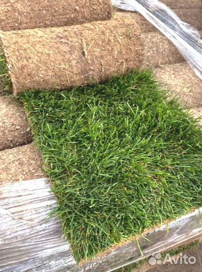 Рулонный газон