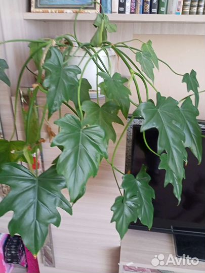 Монстера плетущаяся