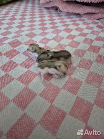 Джунгарский хомяк