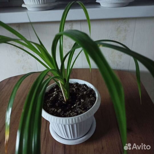 Пальма панданус