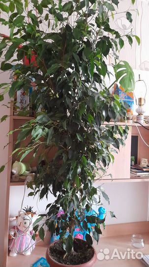 Фикус Бенджамина