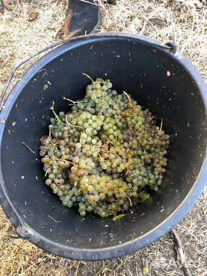 Виноград на вино