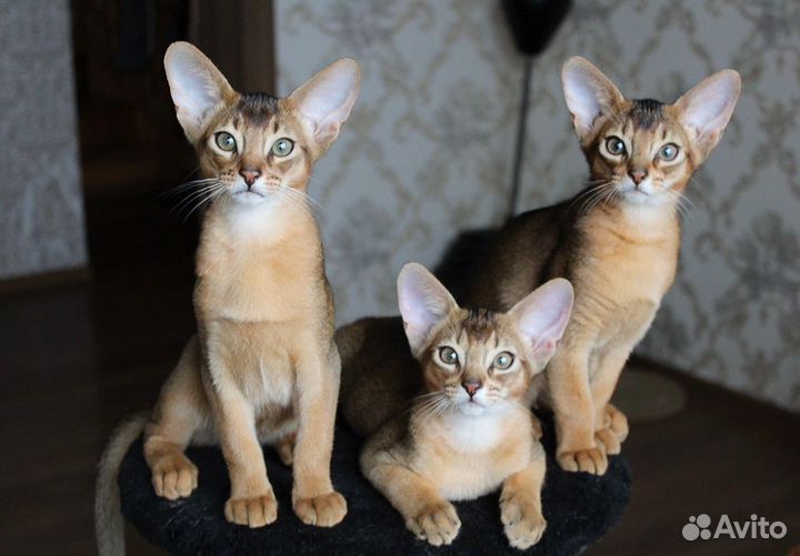 Абиссинские котята