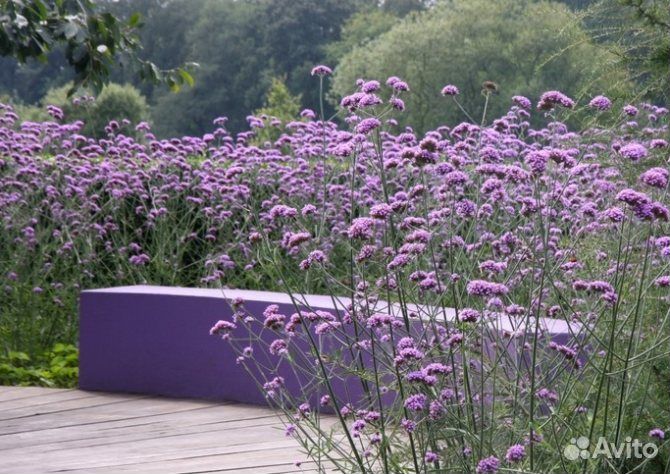 Вербена бонарская семена