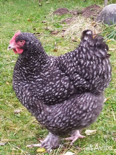 Инкубационное яйцо