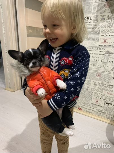 Зимний костюм для собаки