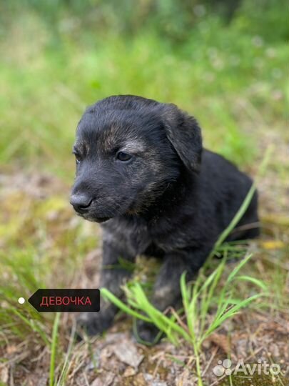 Щенки бесплатно