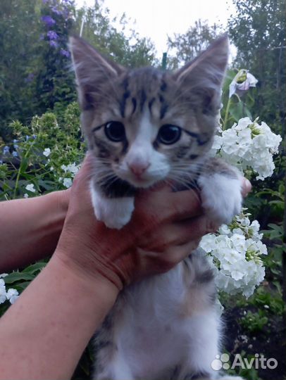 Котенок Рыська в добрые руки