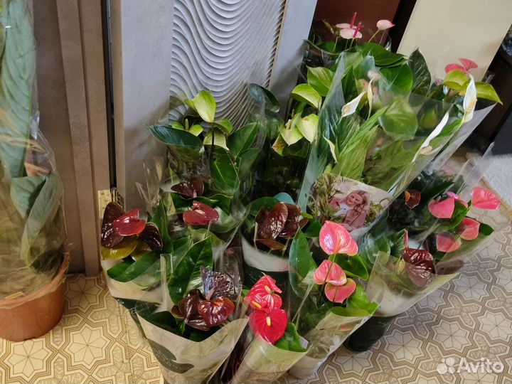 Антуриумы и спатифиллумы silver купидо, Диамант