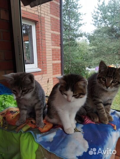 Кошки и кот