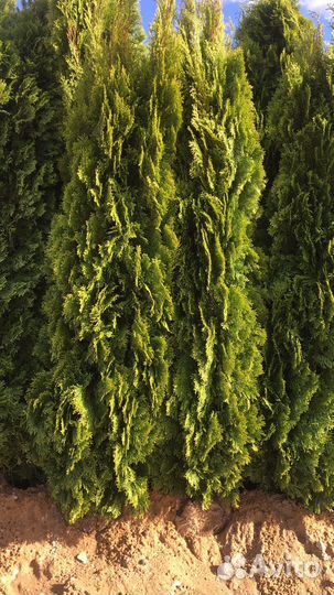 Туя саженцы