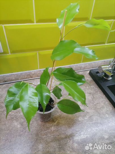Фикус реджинальд