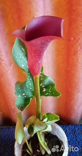 Калла шикарная