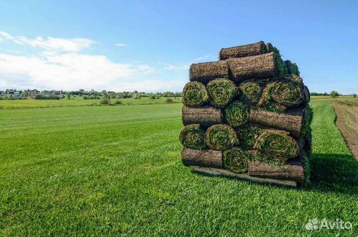 Рулонный газон /продажа/укладка