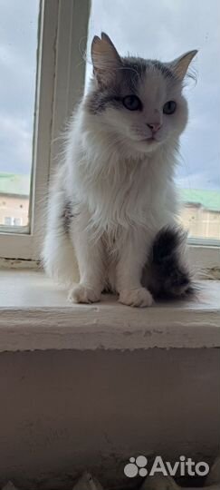 Булочка ищет дом