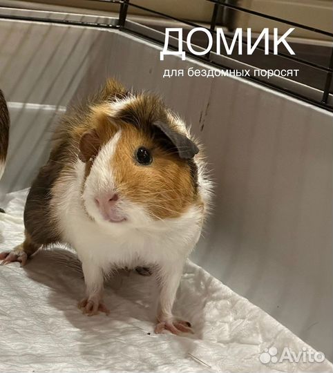 Морские свинки в добрые руки