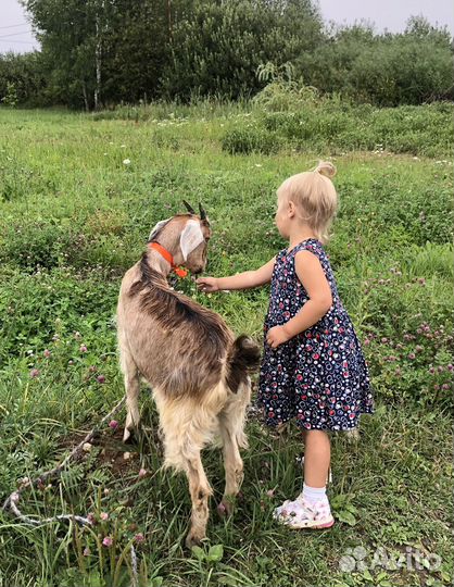 Коза, козел