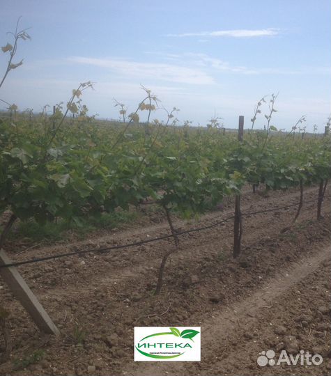 Услуги по капельному и спринклерному орошению