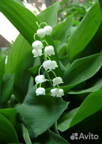 Красивые многолетние ландыши с корешками