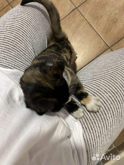 Кошка, котенок